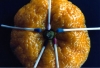 2-macro-12-87-640x480