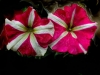 dscn7029-plst-6-08-640x480